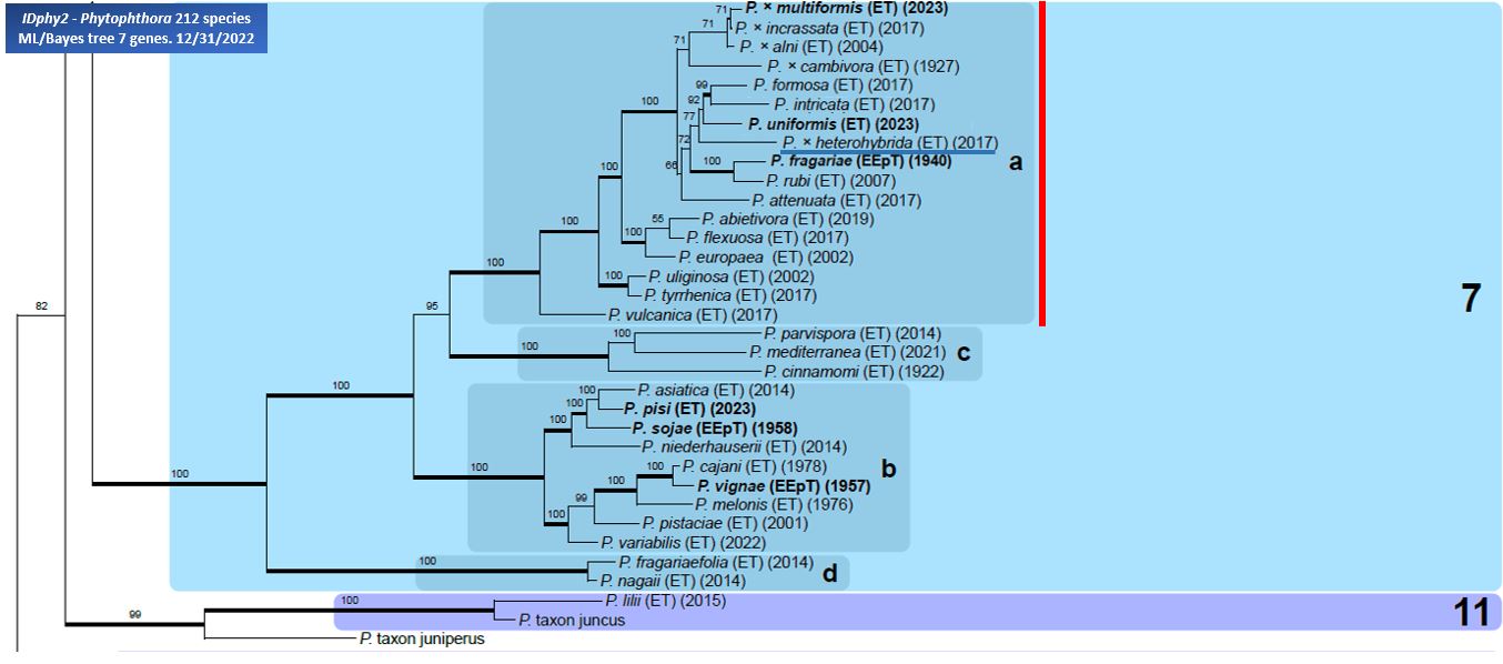    Phytophthora  spp. in subclade 7a:  portion of the seven-loci ML phylogeny featuring the type cultures of 212 described species (by T. Bourret). Notice the position of   P. times;heterohybrida  nbsp;Ex-type CBS 141207 = Samp;T BL 226 . Gloria Abad, USDA Samp;T.
